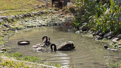 臺中市秋紅谷公園2對黑天鵝-去年底產下的12顆蛋-於今年1月31日市政路二標開工當天