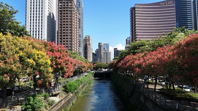 01-置頂-台灣欒樹金秋盛放-中市再現絕美紅黃綠交織奇景-限時賞景不容錯過_0