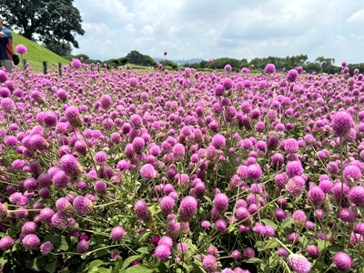 01-1,000株千日紅夢幻登場!后里環保公園化身粉紫童話花園_0