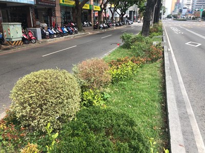 優化分隔島景觀-台灣大道漢口路至太原路段植栽美化