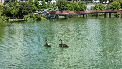 秋紅谷公園喜迎黑天鵝-中市建設局邀民共賞