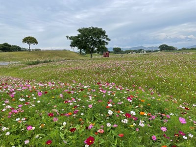 預估於農曆新年前後-113年2月3日至113年2月14日-花況最盛-花海有白色-粉紅色-紫紅色等繽紛花色