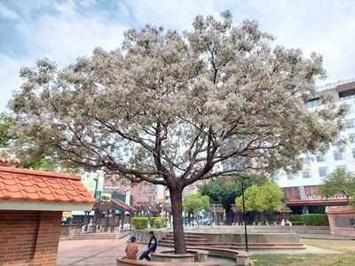 張廖家廟公園的苦楝樹盛開粉紫色花蕊-歡迎民眾前往捕捉美景