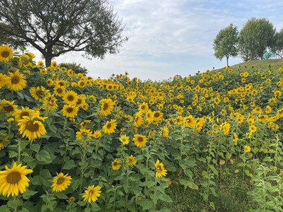 中市最新打卡秘境-后里環保公園向日葵花海盛開超吸睛