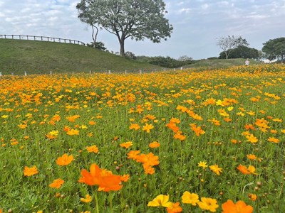 后里環保公園波斯菊01