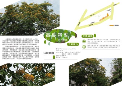立新國小印度紫檀-01