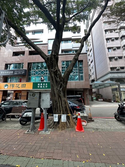 中市大容東西街垂榕染褐根病-建設局主動邀專家健檢-守護市民安全