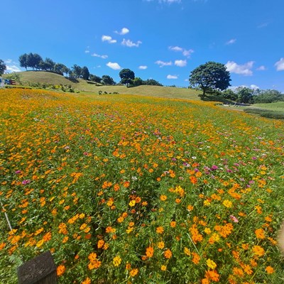 01-暑期賞花新熱點-中市后里環保公園黃波斯花季盛開中