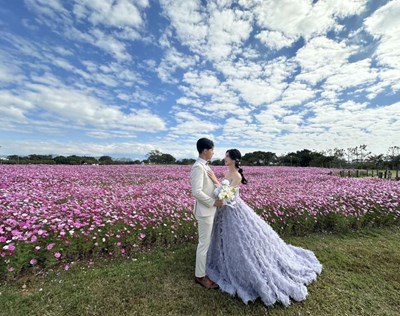 后里環保公園大波斯花朵01