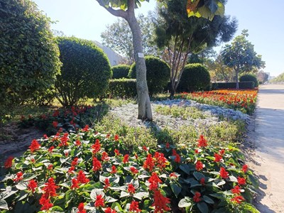 迎春蒔花妝點台中-建設局以繽紛花卉打造市區亮眼風景