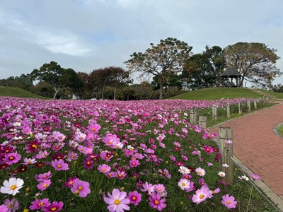 中市后里環保公園大波斯花朵盛開-建設局-近郊賞花喜迎蛇年好去處
