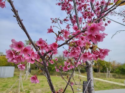 01-讓樹木有個適合的家-南屯嶺東公園現櫻花綻放點綴初春景色_0