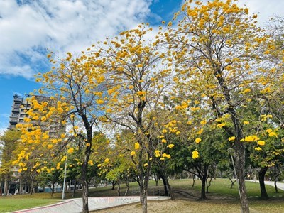 01-台中風鈴木盛開-金黃-粉紅花海美不勝收-吸引遊客打卡拍照_0