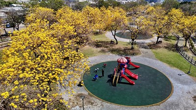 01-把握最後春日限定美景!廍子公園黃花風鈴木盛開炸滿!_0