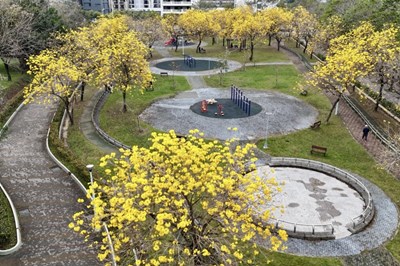中市北屯區廍子公園近期迎來黃花風鈴木盛開