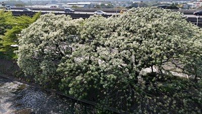 01-春季限定紫色浪漫-兒童節連假來台中賞苦楝花-感受花香美景