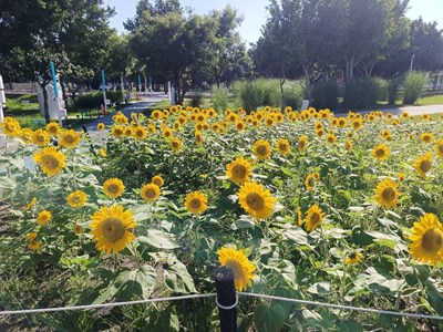 01-中央公園「向日葵花海」盛開! 中市建設局邀您共享金色療癒夏日