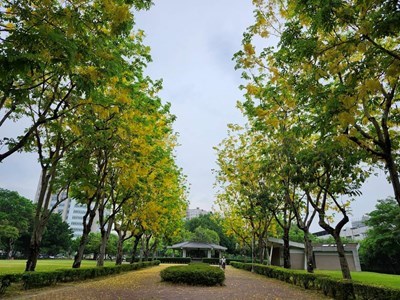 01-台中市街頭夏日花季開跑-阿勃勒與大花紫薇共譜浪漫詩篇