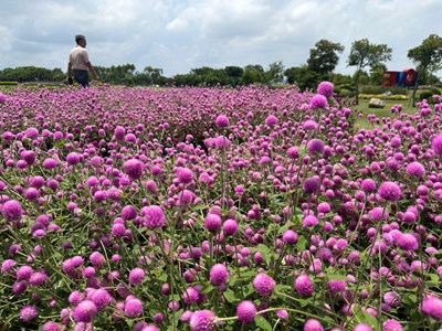 后里環保公園千日紅