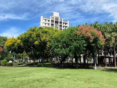 01-金黃欒花迎秋而來！中市建設局邀市民欣賞城市繽紛花景！_0_0