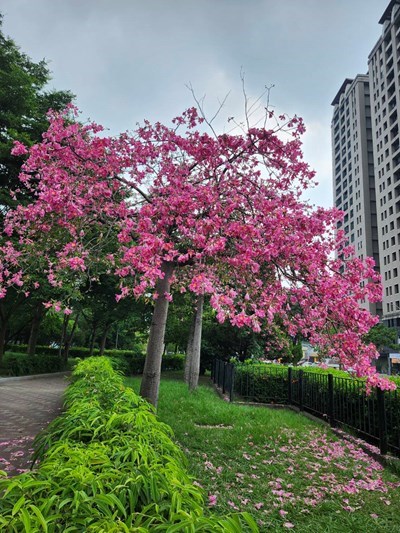 01-秋日限定-臺中美人樹粉紅花海沿街綻放-邀市民走出戶外賞浪漫風景_0