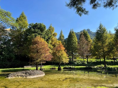 01-秋冬美景正盛-后里-南屯-太平落羽松接力轉色-打造城市最詩意風景線-_0