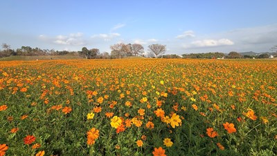 01-后里花田綠廊冬日花海開跑-環保公園黃波斯-向日葵1-2月接力綻放-神秘嬌客-黑天
