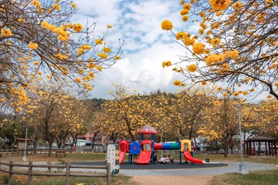 黃花風鈴木花季登場！台中多處公園道路湧現金色花海