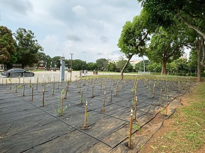 后里森林公園生態復育工程01