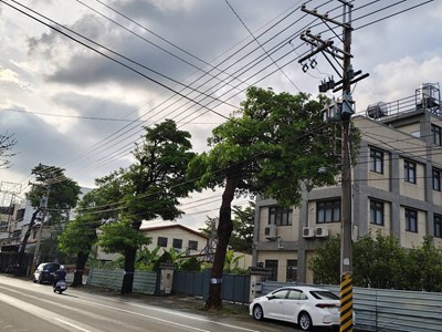 01-黑板樹病株-浮根掀磚藏危機-中市建設局10日啟動石岡豐勢路樹換植工程_0