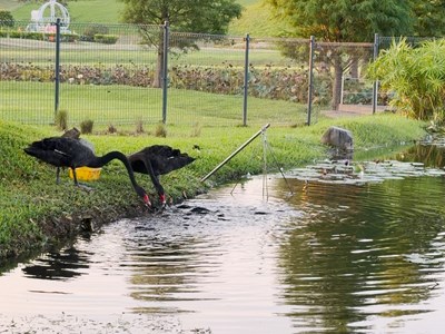 太萌了！黑天鵝也會「餵魚」 后里環保公園上演自然界療癒互動秀
