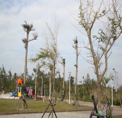 清水區槺海公園新闢工程(公所代辦)