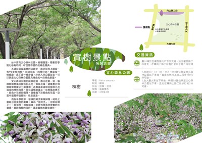 文心森林公園苦楝-01