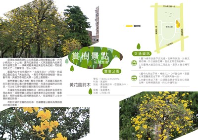 豐富公園黃花風鈴木-01