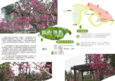 鐵砧山中正公園櫻花-01