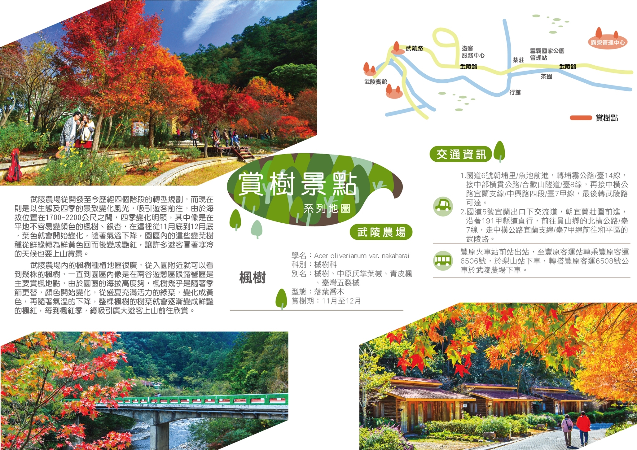 臺中市政府建設局 賞樹景點 賞樹景點 和平區武陵農場 3