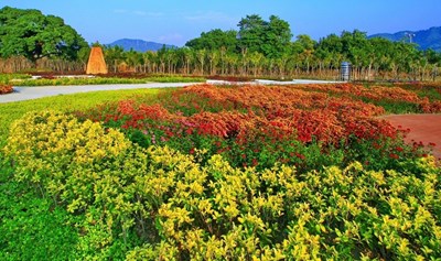 太平區小花海2