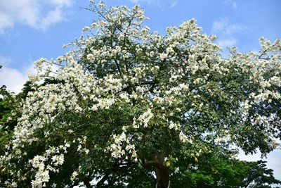 秋高氣爽賞花-趣-中市公園-人行道美人樹盛開