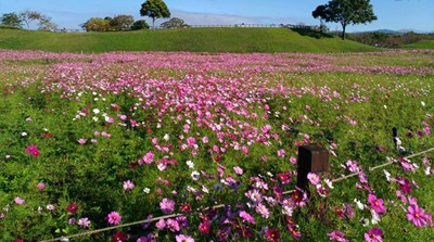 后里環保公園波斯菊花海綻放