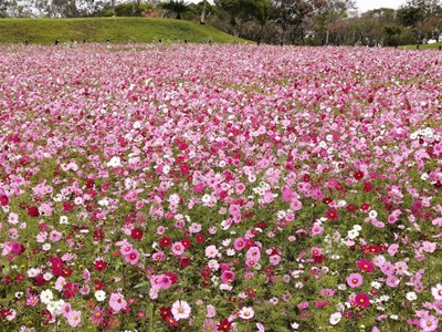 環保公園變身粉紅波斯菊仙境