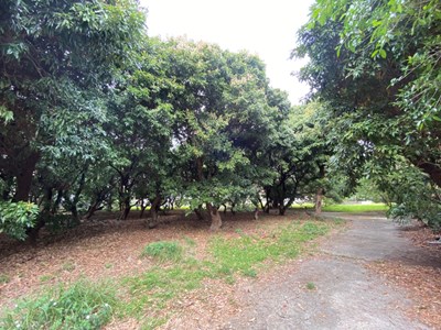 荔枝森林-內部