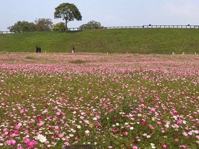 賞花搶拍接力賽! 金黃旋風與粉紅仙境爭豔台中