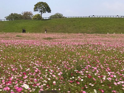 賞花搶拍接力賽！ 金黃旋風與粉紅仙境爭豔台中