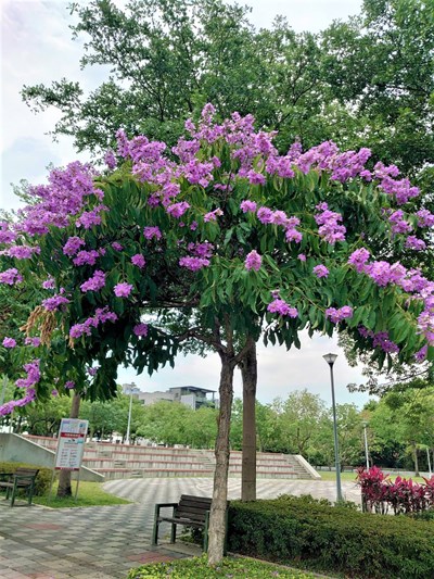 南屯區安和公園大花紫薇盛開