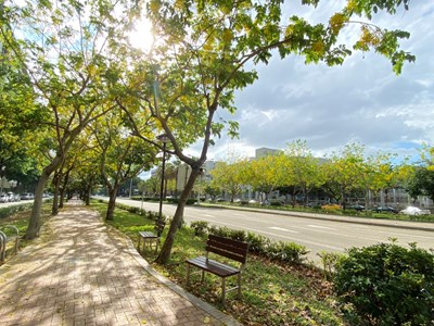 Tips for Traveling Light - Sites for Tree Watching in Taichung