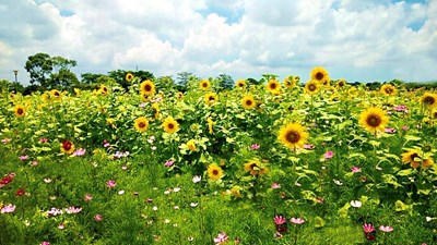 后里環保公園向日葵花田