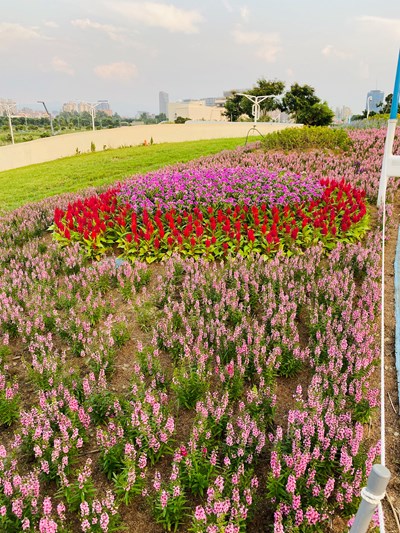 中央公園超夢幻歐式花海