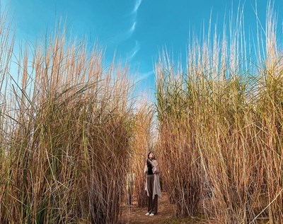 台中中央公園鋃白芒草秋意濃