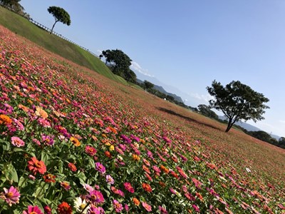 后里環保公園大花百日草花田01