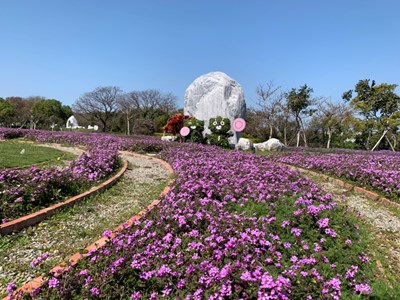 初春最浪漫-后里環保公園波斯菊-馬櫻丹雙色花海綻放中